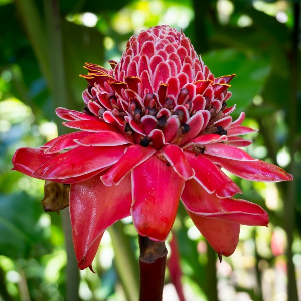 Exotische Blüte im Jardin de Balata - Martinique