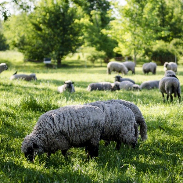 Grasende Schafe